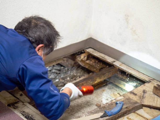 Best Office Mold Removal Services  in Hornell, NY