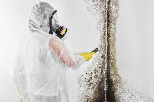 Best Mold Damage Repair  in Hornell, NY