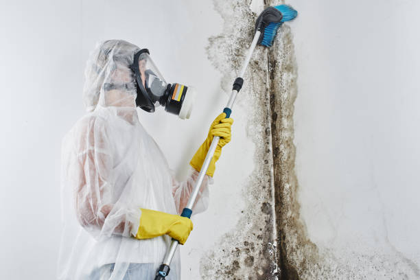 Mold Removal Process in Hornell, NY