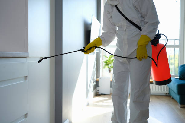 Best Affordable Mold Removal  in Hornell, NY