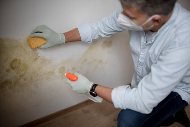 Best Professional Mold Removal  in Hornell, NY