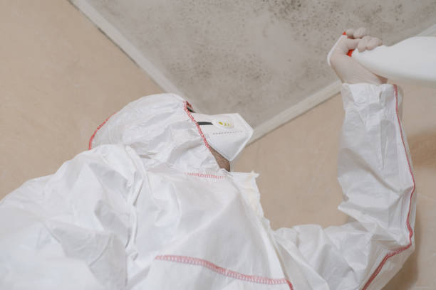 Best Home Mold Removal  in Hornell, NY