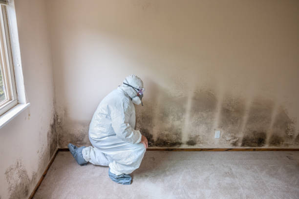 Best Certified Mold Removal  in Hornell, NY