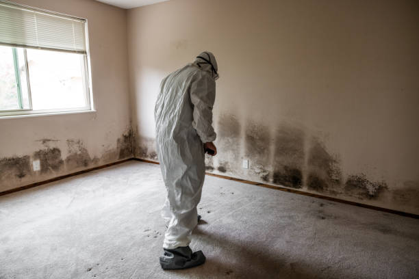 Best Emergency Mold Removal  in Hornell, NY