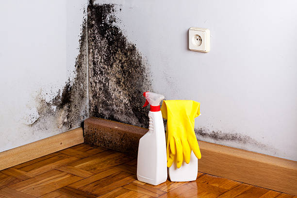 Attic Mold Removal in Hornell, NY