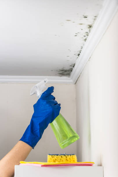 Best Residential Mold Removal  in Hornell, NY