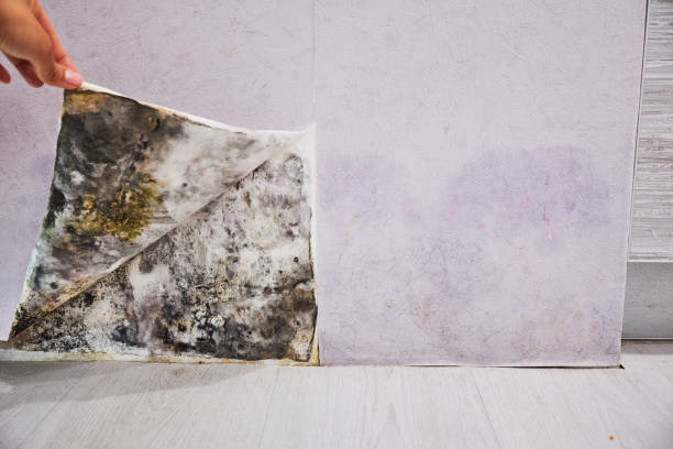 Best Emergency Mold Removal  in Hornell, NY